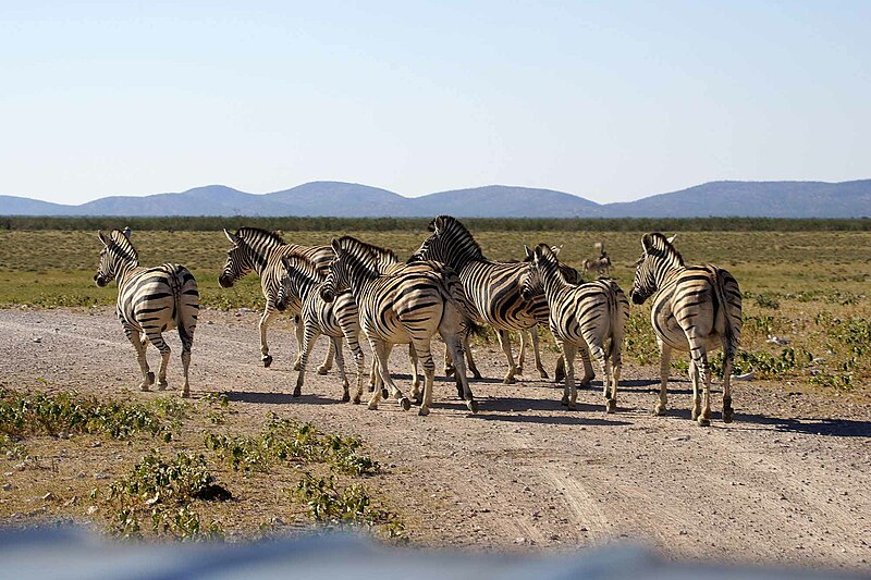 File:DSC07079 - NAMIBIA 2017 (35271792311).jpg