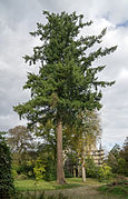 Douglas plus âgé au parc du château de Meysembourg au Luxembourg.