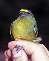 Bronze-green euphonia