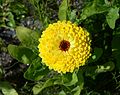 * Nomination A Common Marigold flower -- Alvesgaspar 12:19, 16 August 2013 (UTC) * Promotion Good quality. --Cayambe 07:03, 17 August 2013 (UTC)