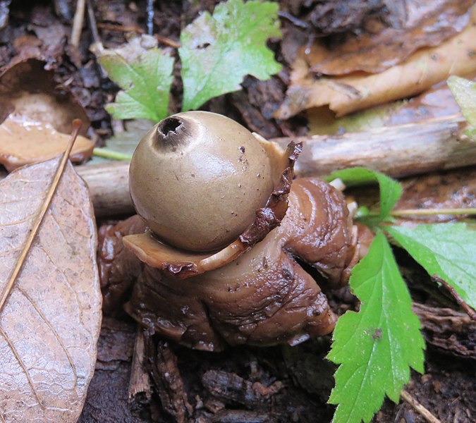 File:Geastrum triplex 25844483.jpg