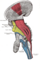 Deep dissection of brain-stem. Lateral view.