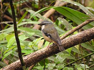 Grey-Headed Robin (Heteromyias albispecularis) between Malanda and Innisfail