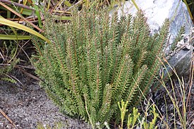 Grubbia tomentosa