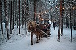 Häst och släde på Storforsens julmarknad i Storforsens naturreservat