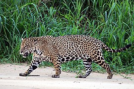 Jaguar (Panthera onca palustris) male Three Brothers River.JPG