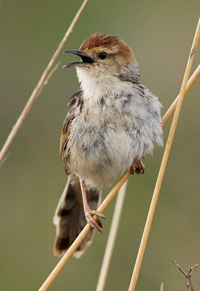 File:Levaillant's Cisticola, Cisticola tinniens at Rietvlei Nature Reserve, Gauteng, South Africa (15680829465).jpg