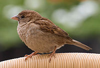 Passer domesticus (pàssaru)