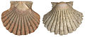 Jakobsmantel (Pecten jacobeus), jong exemplaar