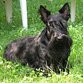 Scottish Terrier