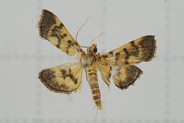 Omiodes diemenalis