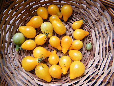 La tomatoj koktelaj "Yellow Pearshaped"