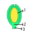 orthotrope zaadknop 1 nucellus, 2 vaatmerk, 3 navelstreng