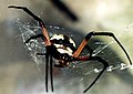 Argiope aurantia, facing view