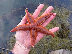 Asterias rubens - Møre og Romsdal 03.jpg