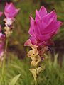 Curcuma alismatifolia