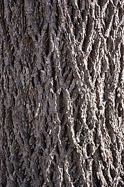 Bark