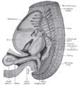 Reconstruction of a human embryo of 17 mm.