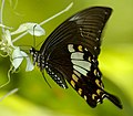 Papilio nephelus (Yellow Helen)