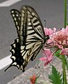 Papilio xuthus (Asian Swallowtail)