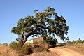 * Nomination Old Cork Oak -- Alvesgaspar 21:22, 14 August 2013 (UTC) * Promotion QI for me. --Kadellar 12:34, 15 August 2013 (UTC)