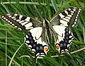 British subspecies Papilio machaon brittanicus