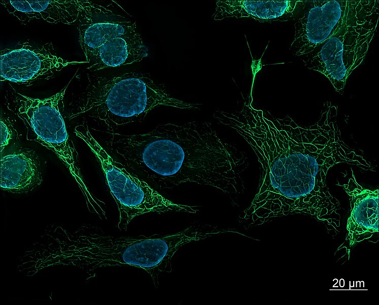 File:SK8-18-2 human derived cells, fluorescence microscopy (29942101073).jpg