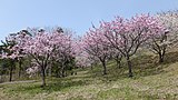 日本国花苑（井川町）