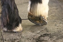 Photographie en gros plans de sabots d'un cheval ferrés.