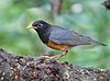 Male Black-breasted Thrush