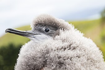 Partly grown chick at Te Rae o Atiu