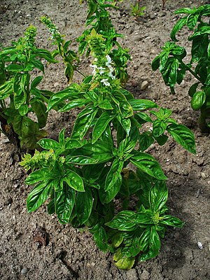 Basiilikum (Ocimum basilicum)