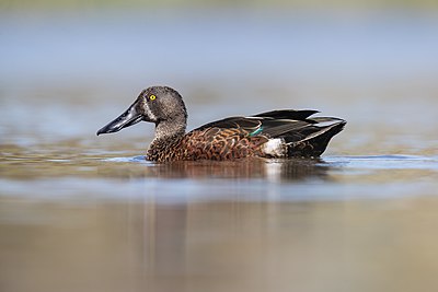 Australasian shoveler