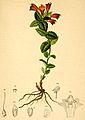 Bartsia alpina plate in: Anton Hartinger: Atlas der Alpenflora, (1882)