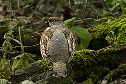 Järpe fotograferad i Bayerischer Wald i Tyskland.