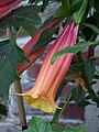 Cvijet Brugmansia vulcanicola