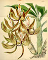 Cycnoches loddigesii plate 4215 in: Curtis's Bot. Magazine (Orchidaceae), vol. 72, (1846)