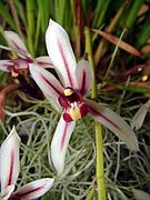 Cymbidium dayanum