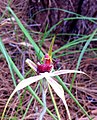 Caladenia ensata