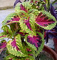 Kultivar dari Coleus scutellarioides