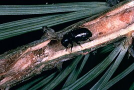 Common pine shoot beetle.jpg