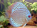 Discus Turquoise.