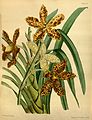 Grammatophyllum speciosum plate 69 in first Edition: J. Lindley & J. Paxton: Paxton's Flower Garden (Orchidaceae) (1850-1853)