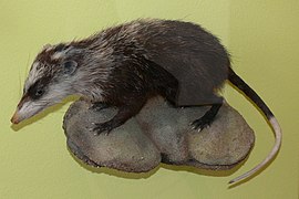 A stuffed moonrat on display