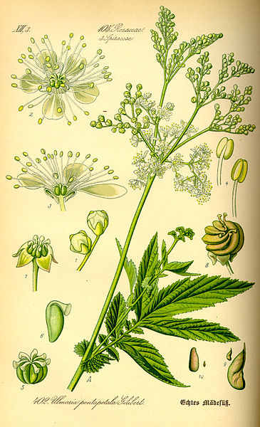 File:Illustration Filipendula ulmaria0.jpg