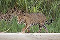 Male in the wild, Brazil