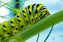 Papilio polyxenes (black swallowtail) caterpillar on Anthem graveolens (dill).jpg