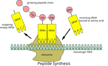 Peptide syn - multilanguage.svg