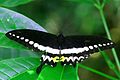 Papilio liomedon (Malabar Banded Swallowtail)