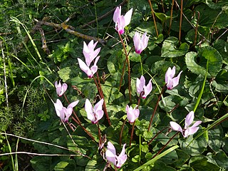 Persian Cyclamen